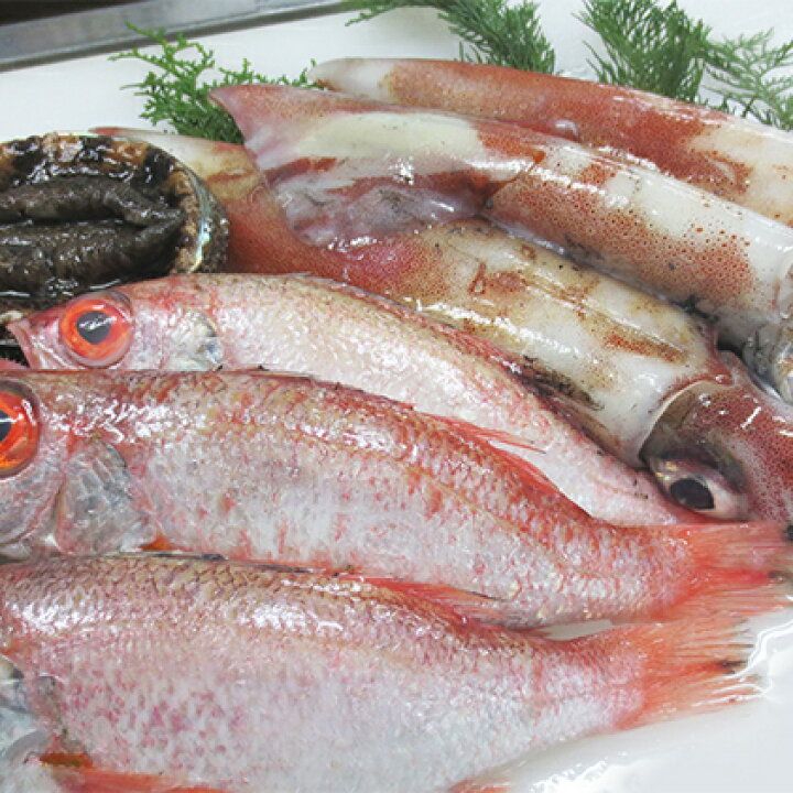楽天市場 ふるさと納税 鮮魚セットa 魚貝類 魚介類 貝 お届け 21年9月上旬 22年5月下旬 島根県江津市