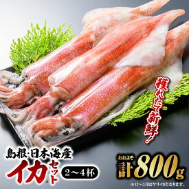 【ふるさと納税】【選べるセット】鮮魚セットC・E【計約2.5kg or 計約800g】｜送料無料 新鮮 剣先イカ 白イカ 真イカ ヤリイカ 刺身 さしみ 鮮魚 せんぎょ 厳選 島根 山陰 日本海産 イカ いか 魚介類 魚貝類 海産 海産物 おかず 下処理済 煮付け贈答品｜