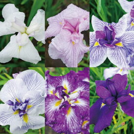 【ふるさと納税】石照庭園　花しょうぶ　花菖蒲（アイリス）品種見計らい6株