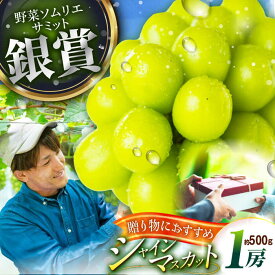 【ふるさと納税】【2025年先行予約】【数量限定】【贈答用】旬の味わいを産地直送で！シャインマスカット 1房（約500g）秀品・化粧箱入り 島根県雲南市/ギアファーム[AIAB003]