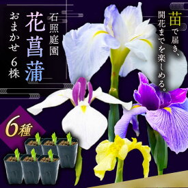 【ふるさと納税】【4月〜11月発送】 花しょうぶ 石照庭園 花しょうぶ（ジャパン アイリス）の苗 おまかせ6株 花菖蒲 苗 苗木 植物 花 宿根草 多年草 ガーデニング 園芸 セット ポット苗 家庭菜園 人気 おすすめ ギフト プレゼント 島根県雲南市/石照庭園[AIAC001]
