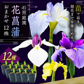 【ふるさと納税】【4月〜11月発送】 花しょうぶ 石照庭園 花しょうぶ（ジャパン アイリス）の苗 おまかせ12株 花菖蒲 苗 苗木 植物 花 宿根草 多年草 ガーデニング 園芸 セット ポット苗 家庭菜園 大容量 人気 おすすめ ギフト プレゼント 島根県雲南市/石照庭園[AIAC002]