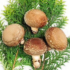 【ふるさと納税】 奥出雲椎茸 贈答用特選 椎茸 生しいたけ 500g 肉厚 収穫直後 新鮮 菌床栽培 国産 きのこ キノコ 野菜 プレゼント 贈り物 ギフト