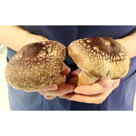 【ふるさと納税】 奥出雲椎茸 雲太 不揃い 1kg 椎茸 生しいたけ 12枚 15枚 18枚 肉厚 収穫直後 新鮮 菌床栽培 国産 きのこ キノコ 野菜 料理 食品 プレゼント 贈り物 ギフト