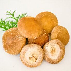 【ふるさと納税】 奥出雲椎茸 秀品 箱入 2kg 椎茸 生しいたけ 2kg 肉厚 収穫直後 サイズ混合 新鮮 旨味たっぷり 菌床栽培 国産 きのこ キノコ 野菜 料理 食品 産地直送 自宅用