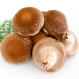 【ふるさと納税】「奥出雲椎茸」秀品箱入 椎茸 生しいたけ 1kg 収穫直後 サイズ混合 新鮮 旨味たっぷり 菌床栽培 国産 きのこ キノコ 野菜 料理 食品 産地直送 自宅用