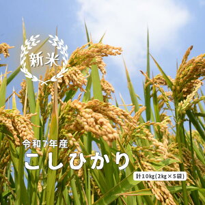 yӂ邳Ɣ[Łzߘa7NY ܂ː{ Ђ 10kg(2kg×5)  {Y RVqJ  Ό