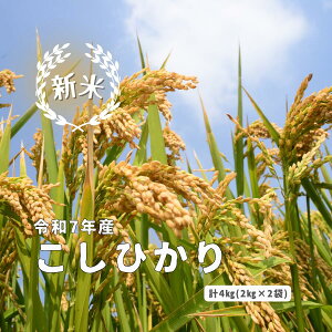 yӂ邳Ɣ[Łzߘa7NY ܂ː{ Ђ 4kg(2kg×2)  {Y   Ό