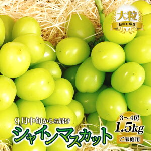 yӂ邳Ɣ[ŁzVNt[c VC}XJbg 1.5kg ʕ  ƒpy9{炨͂z