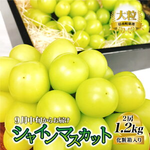 yӂ邳Ɣ[ŁzVNt[c VC}XJbg 1.2kg ʕ  ϔy9{炨͂z