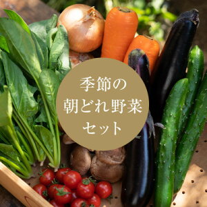 yӂ邳Ɣ[ŁzyYnzØaYÊꂽď{̖؋lߍ킹Zbg[6`8Zbg]yzsnFzy1336030z