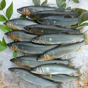 【ふるさと納税】【天然もの】清流・高津川上流で捕れた天然あゆ(冷凍1200g・12〜24尾程度)【配送不可地域:離島】【1209708】