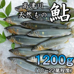 yӂ邳Ɣ[ŁzÐVRⓀ@1200g(g꒬)yzsnFzy1259205z