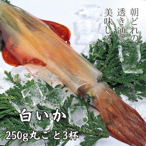 yӂ邳Ɣ[Łzyۂ 250g×3tZbgzՂՂÂ𒩂ǂNxł肵܂!  CJ  PTLCJ hg Ε