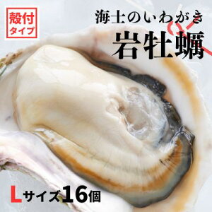 yӂ邳Ɣ[Łzŷt 킪 ktLTCY 16zCm̂킪 ≲y H Ⓚ a y  JL ≲y 킪 Ⓚ Ε