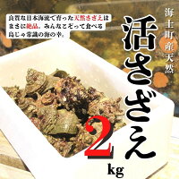 ふるさと納税 海士町 さざえ サザエ 栄螺 貝 新鮮 島 天然 生食 生食...