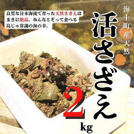 【ふるさと納税】【先行予約受付中：入荷次第順次発送】【島獲れ活さざえ2kgセット】日本海の離島の新鮮なさざえを約20匹お届けします! 冷蔵便 サザエ さざえ 栄螺 貝 海鮮 さざえご飯 壺焼き 刺身 夏 BBQ バーベキュー ギフト 今が旬