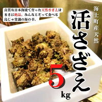 海士町の海で育った天然サザエ！島じゃ常識の海の幸をお楽しみください！お中元...