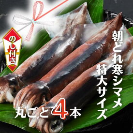 【ふるさと納税】【のし付き スルメイカ丸ごと】朝どれ寒シマメ特大サイズ 丸ごと4杯セット 1.4kg〜1.6kg いか イカ スルメイカ CAS CAS冷凍 年末年始 お正月 お歳暮 御歳暮 ギフト