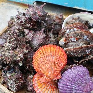 【ふるさと納税】 アワビ あわび 天然 養殖 活 0.5kg サザエ ヒオウギ 貝 貝づくし