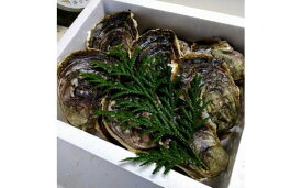 【知夫里島産 岩牡蠣 4kg】ブランド 岩牡蠣 生食可 牡蛎 牡蠣 かき
