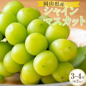 yӂ邳Ɣ[ŁzԂǂ 2026N RY VC}XJbg 3[`4[ 2kg  ԂǂAC | t[c ʕ  Ԃǂ uhE VC}XJbg Y RY Hi lC  