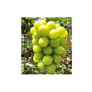 yӂ邳Ɣ[ŁzԂǂ 2025N s\ _Ƃ̃VC}XJbg 2[ v1.0kg uhE  RsY Y t[c ʕ y Nini farm  z | t[c ʕ  Hi lC 
