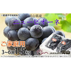 yӂ邳Ɣ[ŁzԂǂ 2026N ƒp j[ sI[l 3`6[ 1.5kg uhE  RY Y t[c ʕ | t[c ʕ  Hi lC  