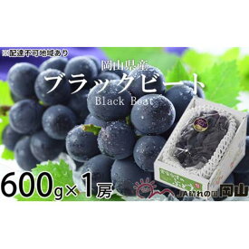 【ふるさと納税】ぶどう 2024年 先行予約 ブラックビート 約600g×1房 ブドウ 葡萄 岡山県産 国産 フルーツ 果物 ギフト[No.5220-1448] | フルーツ 果物 くだもの 食品 人気 おすすめ 送料無料