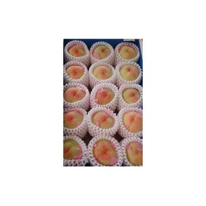 yӂ邳Ɣ[ŁzR̓@14`16ʁi3.5kgj2026N |  t[c ʕ  Hi lC  