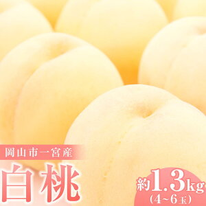 yӂ邳Ɣ[Łz 2026N ƒp Rs{Y iAj1.3kg 4`6   t[c ʕ ˔_ |  t[c ʕ  Hi lC  