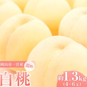 yӂ邳Ɣ[Łzł߂  2026N ƒp Rs{Y iӐj1.3kg 4`6   t[c ʕ ˔_ |  t[c ʕ  Hi lC  