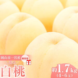 yӂ邳Ɣ[Łzł߂  2026N p Rs{Y iӐj1.7kg 4`6   t[c ʕ Mtg ˔_ |  t[c ʕ  Hi lC  