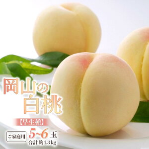 yӂ邳Ɣ[Łz 2026N ƒp R   5`6 v1.3kg   RY Y t[c ʕ Mtg |  t[c ʕ  Hi lC  
