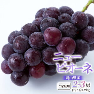 yӂ邳Ɣ[ŁzԂǂ 2025N s\ ƒp j[ sI[l 2`3[ v1.2kg uhE  RY Y t[c ʕ Mtg | t[c ʕ  Hi lC  