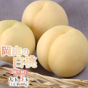 yӂ邳Ɣ[Łz 2026N R  3ʁiӐji1ʖ300gj   RY Y t[c ʕ Mtg |  t[c ʕ  Hi lC  