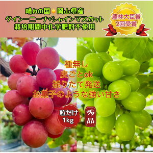 yӂ邳Ɣ[ŁzԂǂ 2025N s\ NC[j[i VC}XJbg Gi  1kg _ёb܎ R Y ʕ t[c VC }XJbg 2025N8{甭 | t[