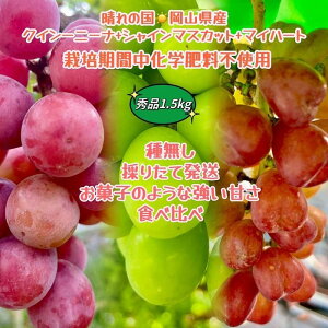 yӂ邳Ɣ[ŁzԂǂ 2025N s\ NC[j[i VC}XJbg }Cn[g Gi  1.5kg _ёb܎ R Y ʕ t[c Hה 2025N8{甭 | t