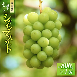 【ふるさと納税】五果苑 越冬ぶどう シャインマスカット 1房(1房約800g) | フルーツ 果物 くだもの 食品 人気 おすすめ 送料無料