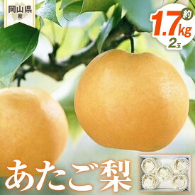 【ふるさと納税】梨 2026年 岡山県産 あたご梨 2玉(約1.7kg） 化粧箱入り | フルーツ 果物 くだもの 食品 人気 おすすめ 送料無料
