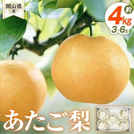 【ふるさと納税】梨 2026年 岡山県産 あたご梨 3-6玉 (約4kg） 化粧箱入り | フルーツ 果物 くだもの 食品 人気 おすすめ 送料無料