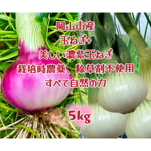 yӂ邳Ɣ[ŁzRsY ݂݂ʂ˂2.5kgƐԋʂ˂2.5kg̃Zbg(TCY) |  ₳ Hi lC  