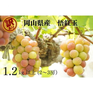 yӂ邳Ɣ[Łz󂠂 g Sr[ 2`3[ v1.2kgȏ Yn ̂ Ԃǂ  R Kawahara Green Farm@RY 2025 | ʕ t[c R̃uhE fU[g Hו Y {Y