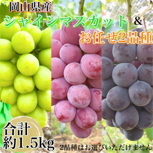 yӂ邳Ɣ[ŁzԂǂ 2026N _Ƃ̃VC}XJbgC2i 3[v1.5kg uhE  RY Y t[c ʕ Mtg y Nini farm _  z | t[c ʕ 