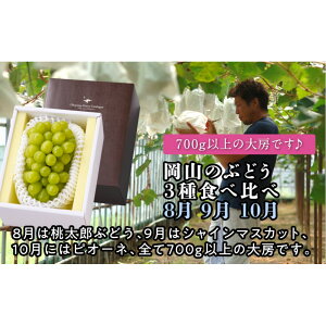 【ふるさと納税】【定期便】岡山のぶどう 3種食べ比べ(8月・9月・10月)【2026年度発送】 | フルーツ 果物 くだもの 食品 人気 おすすめ 送料無料