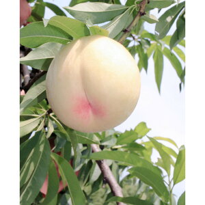 yӂ邳Ɣ[Łz 2026N I R̓ 8 2kg i킹j   RY Y t[c ʕ Mtg ͓