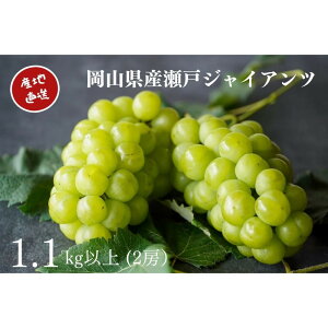 yӂ邳Ɣ[ŁzI ˃WCAc 2[ v1.1kgȏ Yn ̂ Ԃǂ  Kawahara Green Farm RY 2026N | }XJbg R R Ԃǂ    ʌ ʕ t[