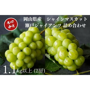 yӂ邳Ɣ[ŁzI VC}XJbgE˃WCAc 2[ v1.1kgȏ l Yn ̂ Ԃǂ  Kawahara Green Farm RY 2026N | VC}XJbg R VC }X