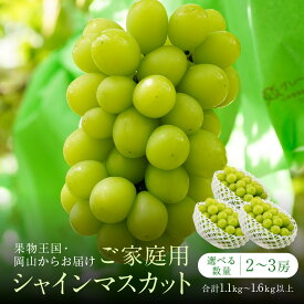 【ふるさと納税】【内容量が選べる】家庭用 シャインマスカット 2房 合計1.1kg以上又は2～3房 合計1.6kg以上 | 葡萄 ぶどう シャインマスカット マスカット ご家庭用 訳あり 不揃い 規格外 産地直送 朝採れ 岡山
