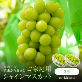 【ふるさと納税】【内容量が選べる】家庭用 シャインマスカット 2房 合計1.1kg以上又は2～3房 合計1.6kg以上 | 葡萄 ぶどう シャインマスカット マスカット ご家庭用 訳あり 不揃い 規格外 産地直送 朝採れ 岡山